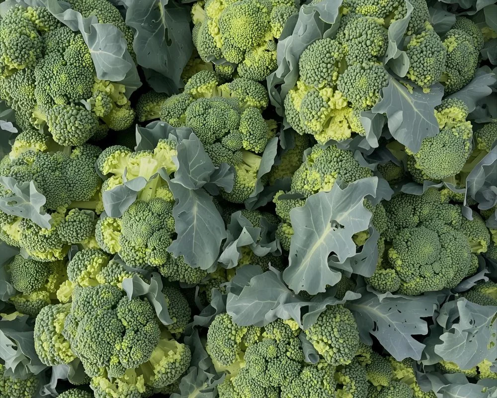 Broccoli Puns and Jokes to Start Your Day Green