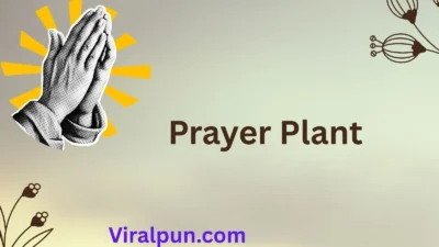 Prayer Plant