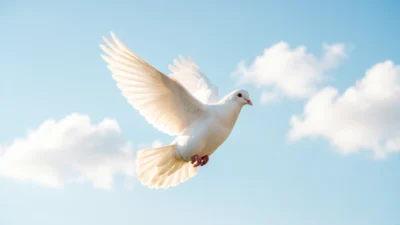 white-dove-meaning